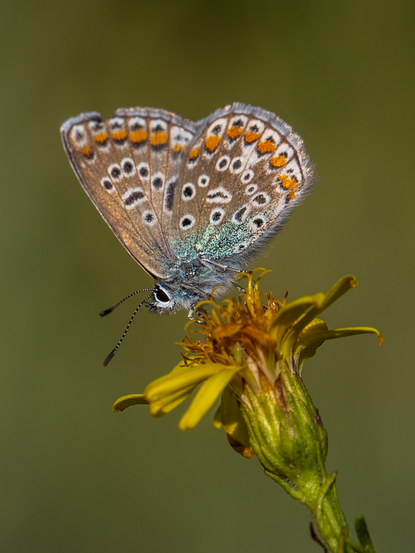 Eva Lambropoulou (Greece) Beautiful Butterfly 24 II
